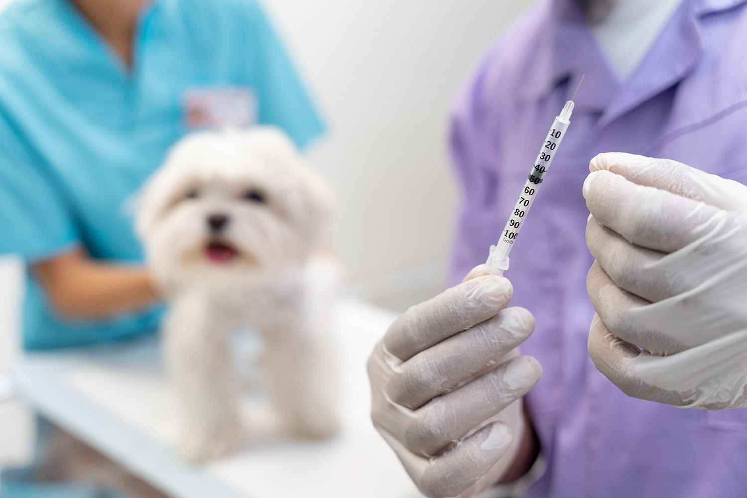 Veterina Kladno: Vakcinace psů